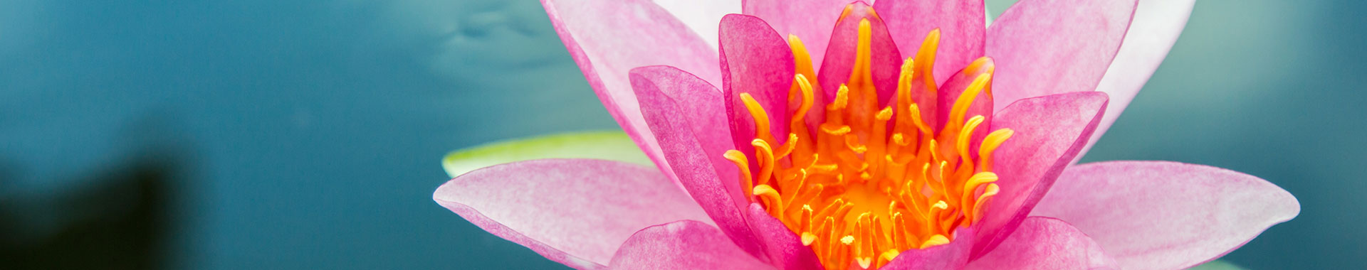 banner-lotus-flower-lotus-behavioral-health-services-page